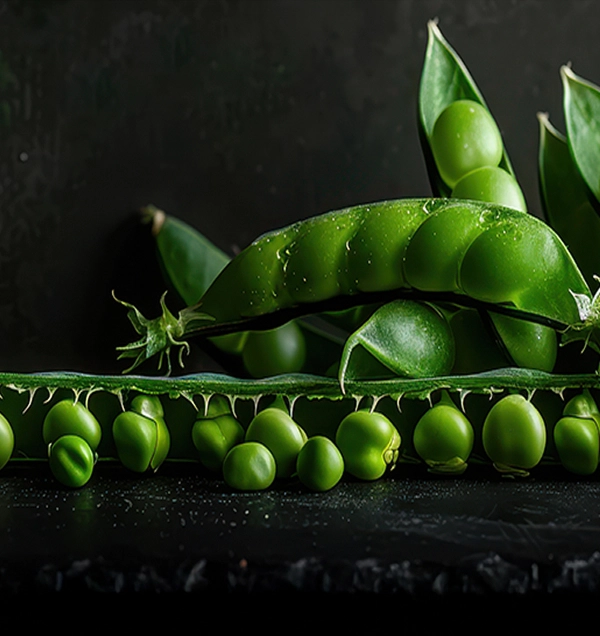 Proteína de ervilha