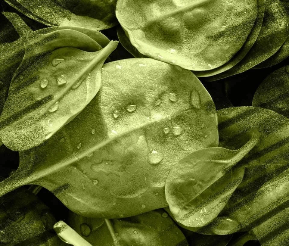 IMAGEM ILUSTRATIVA - FOLHAS VERDES DE VERDURA
