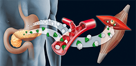 Anabolismo e Catabolismo: Compreender o metabolismo é fundamental para o ganho de massa!