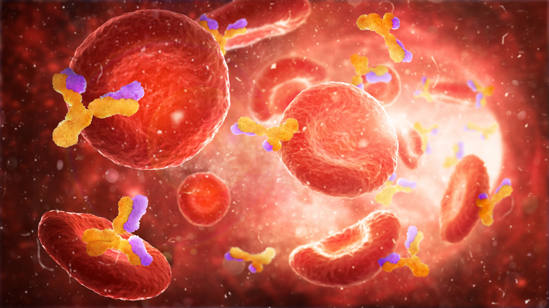 QUAL É A FUNÇÃO DO IMMUNO WELLMUNE NO ORGANISMO?