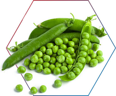 Proteina da Ervilha