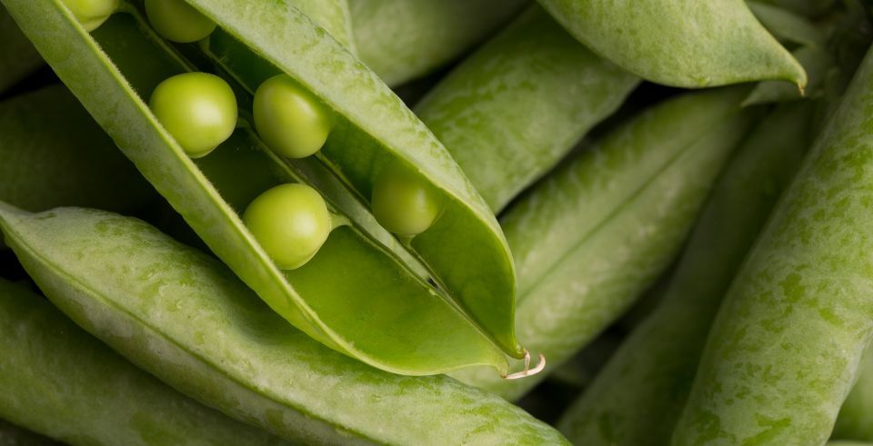 O que é Proteína de Ervilha?