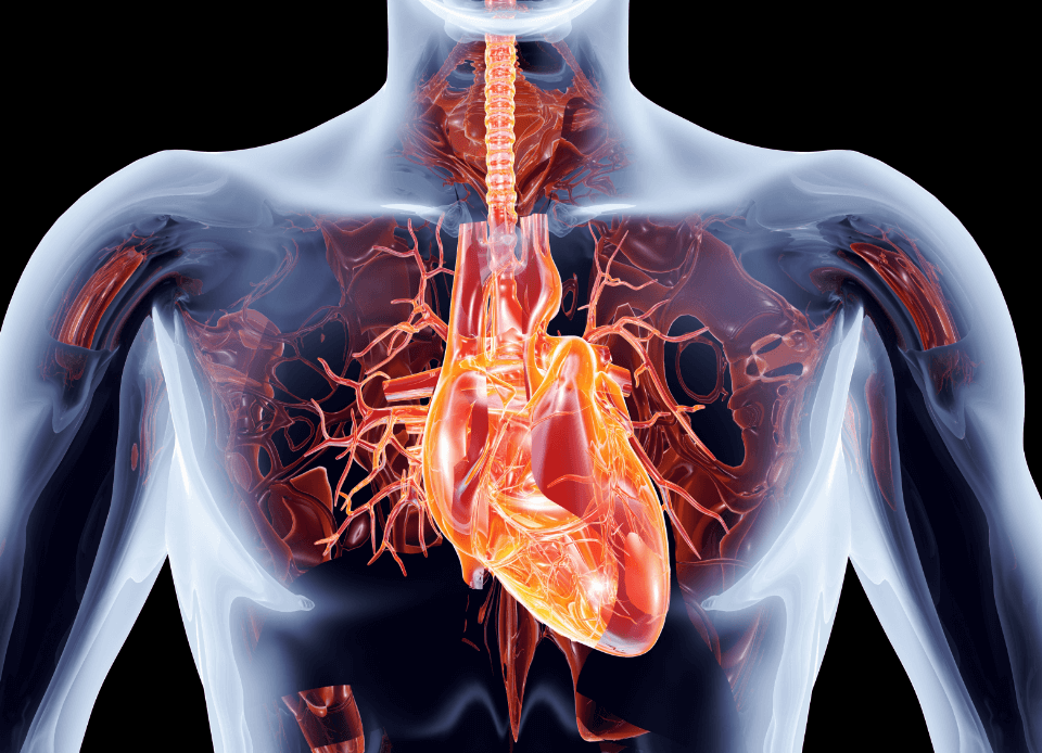 Sistema Cardiovascular - L-Carnitina Comp Growth