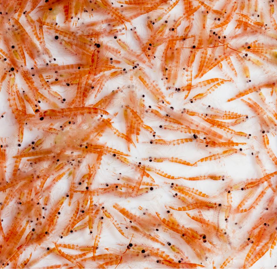 O que é óleo de krill?