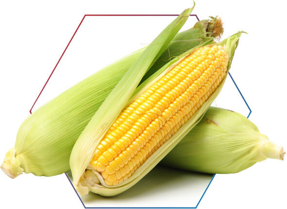 o que é Waxy Maize