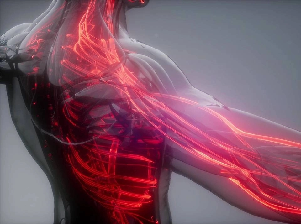 GROWTH SUPPLEMENTS - Imagem ilustrativa Sistema Circulatório Humano