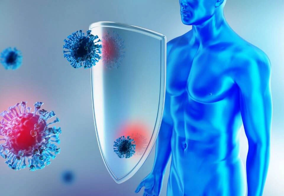 GROWTH SUPPLEMENTS - Imagem ilustrativa sistema imunológico