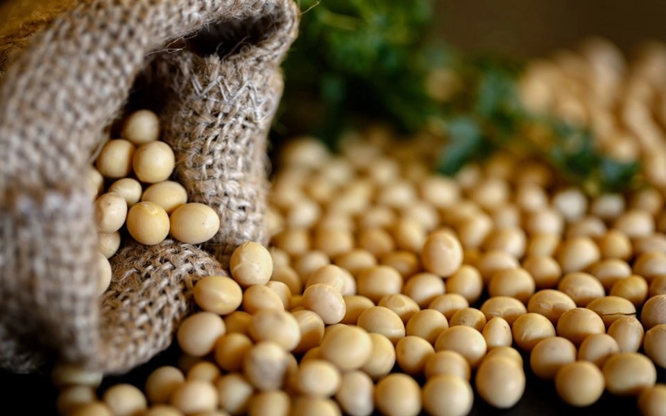 GROWTH SUPPLEMENTS - Saco com soja