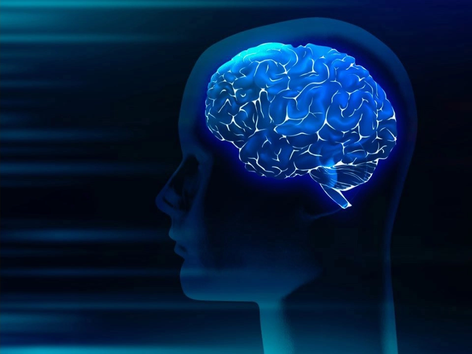 GROWTH SUPPLEMENTS - Imagem ilustrativa cabeça e cérebro humano