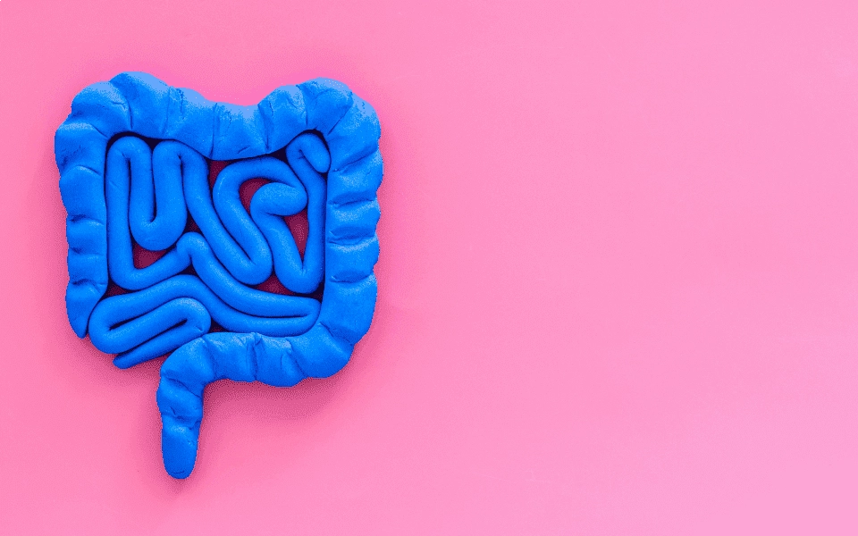 GROWTH SUPPLEMENTS - Imagem ilustrativa intestino