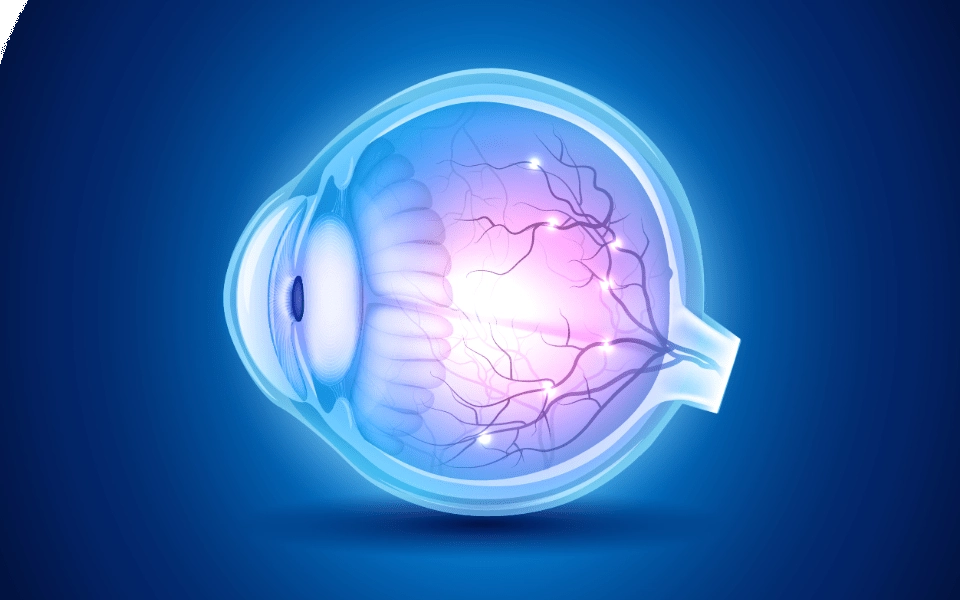 GROWTH SUPPLEMENTS - Imagem ilustrativa anatomia olho humano