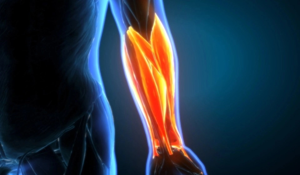 Growth Supplements - IMAGEM ILUSTRATIVA MUSCULO HUMANO