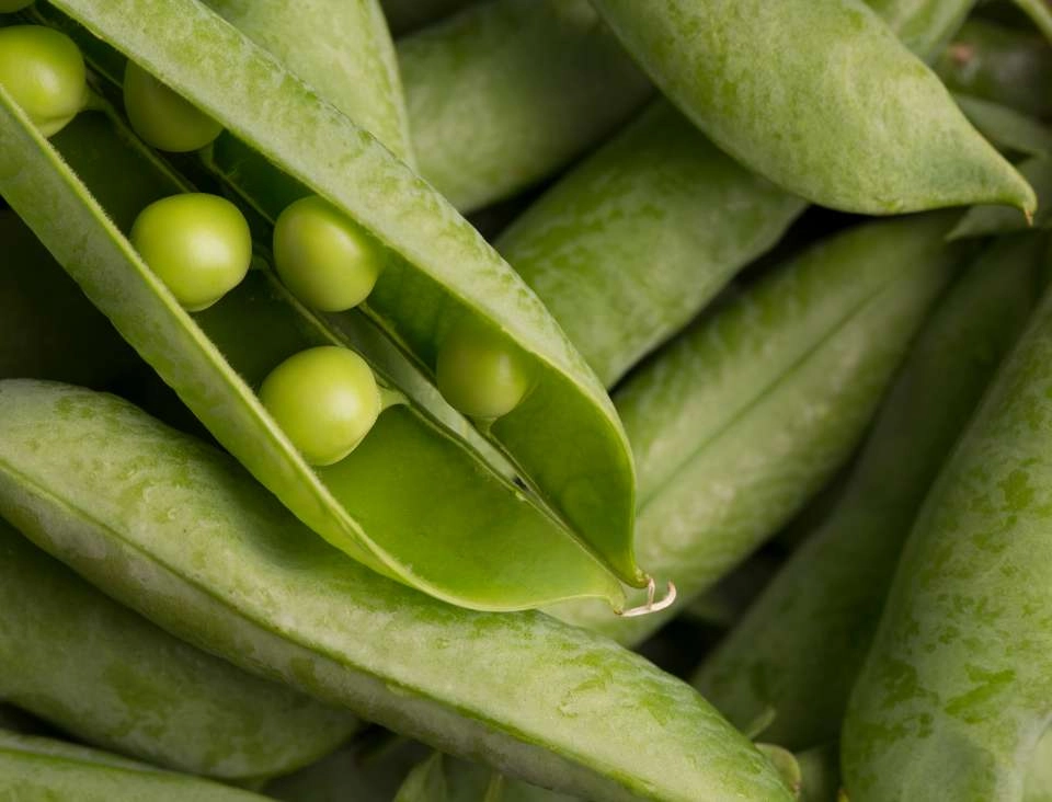 Growth Supplements - IMAGEM ILUSTRATIVA PLANTA DE ERVILHA