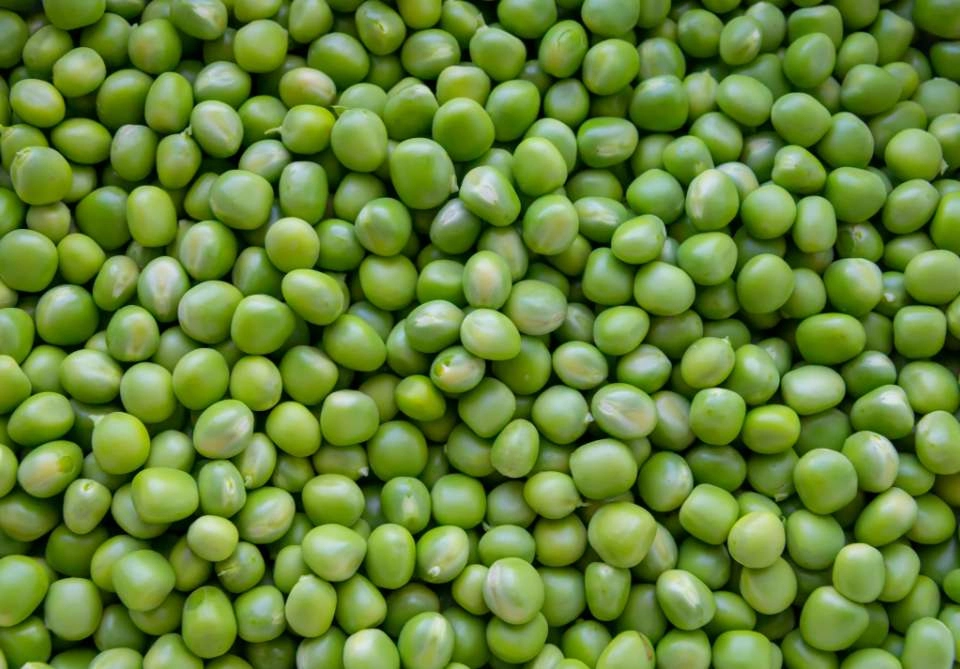 Growth Supplements - IMAGEM ILUSTRATIVA GRÃOS DE ERVILHA