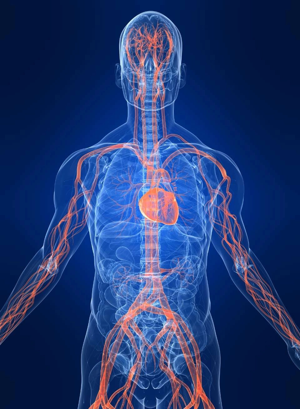 GROWTH SUPPLEMENTS - Imagem ilustrativa sistema circulatório humano