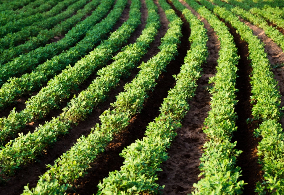 GROWTH SUPPLEMENTS - Plantação