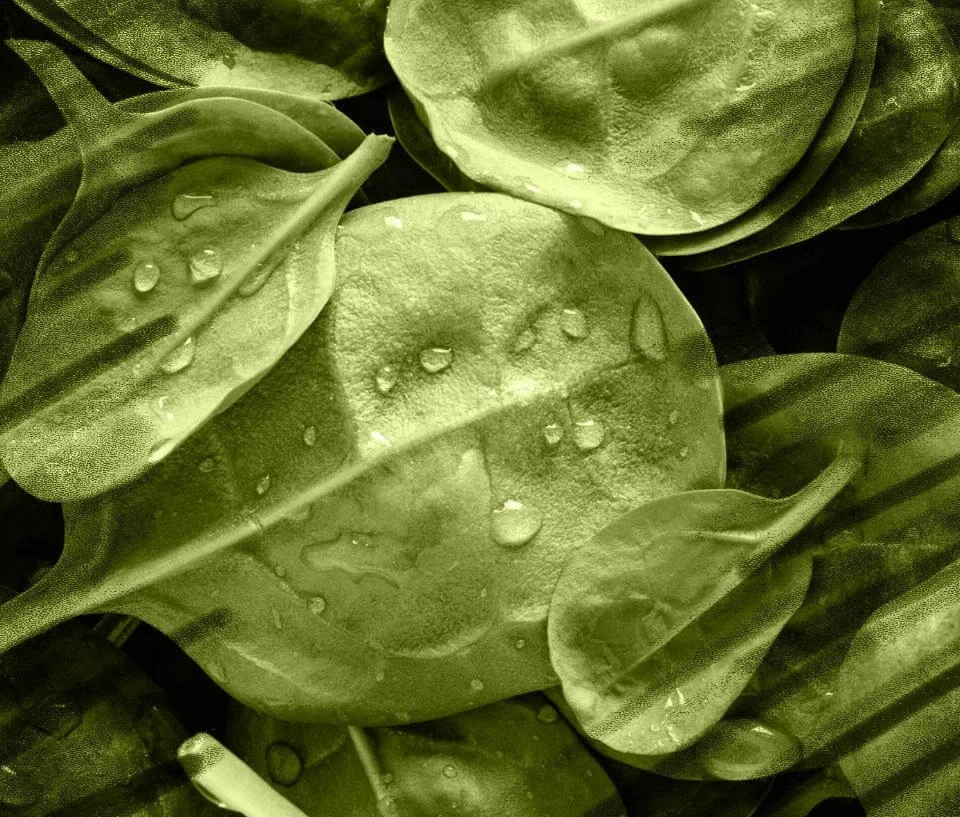 GROWTH SUPPLEMENTS - Imagem ilustrativa Folhas com gotas de agua