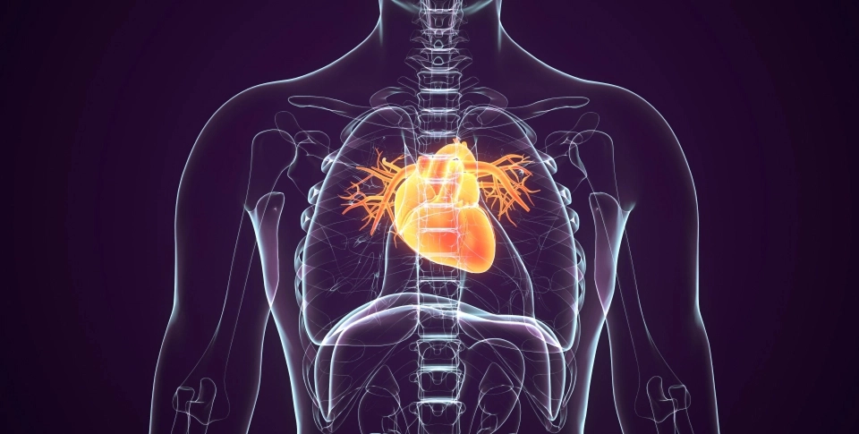 Growth Supplements - IMAGEM ILUSTRATIVA DE UM CORPO HUMANO TRANSPARENTE MOSTRANDO O CORAÇÃO